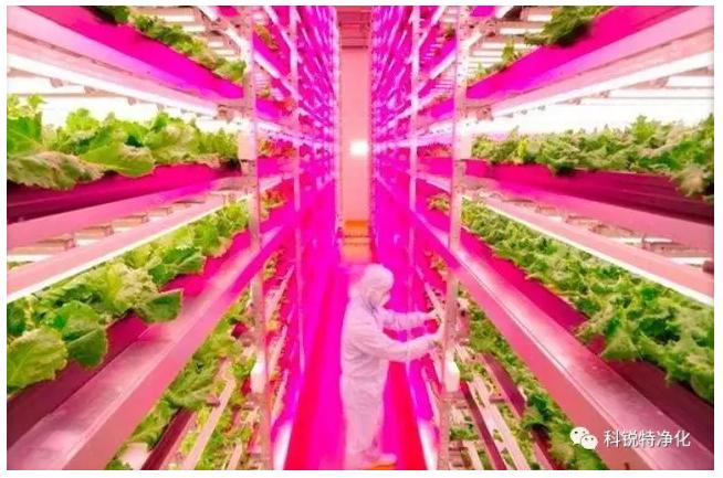 无尘室植物工厂该朝何处前行